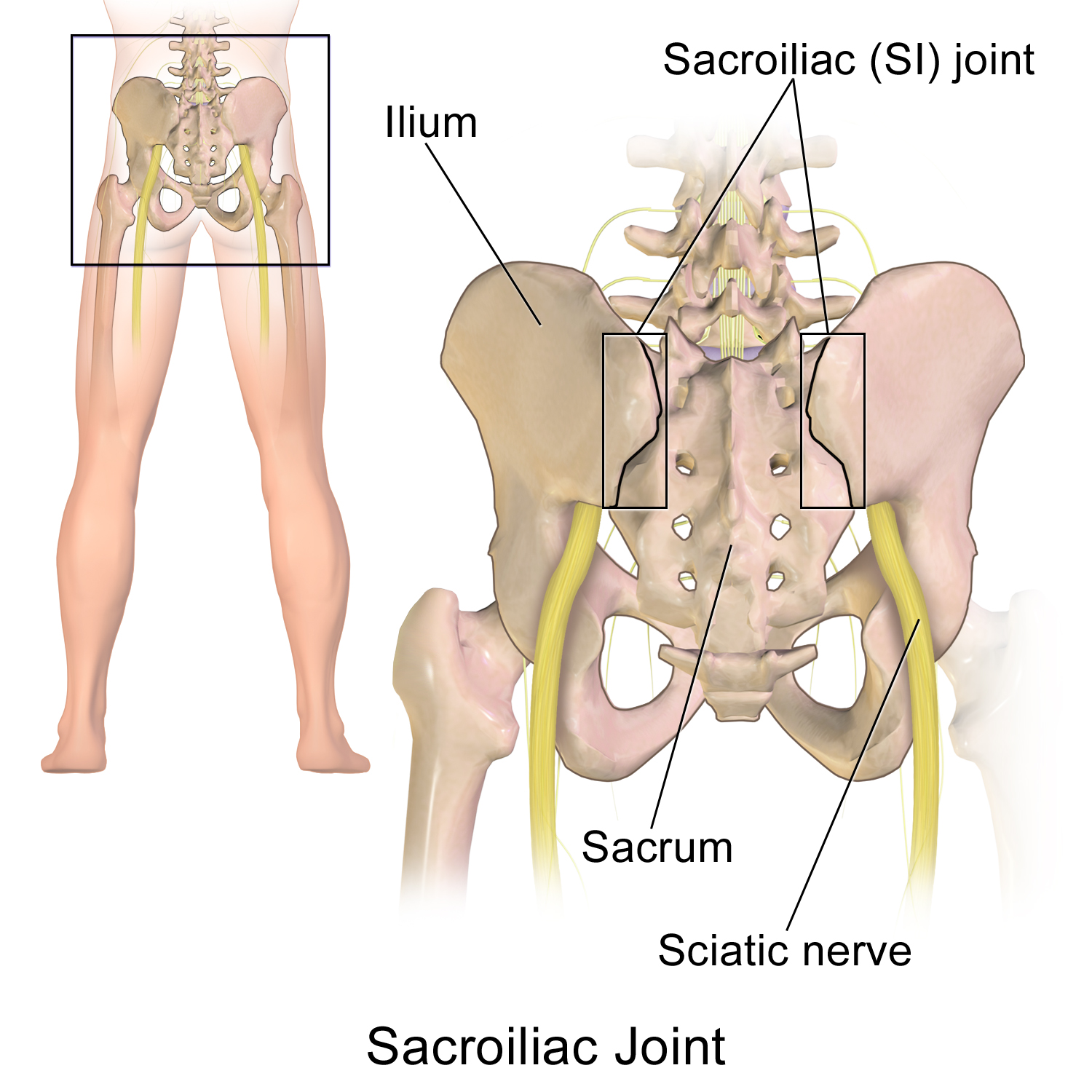 Managing Sacroiliac (SI) Joint Dysfunction